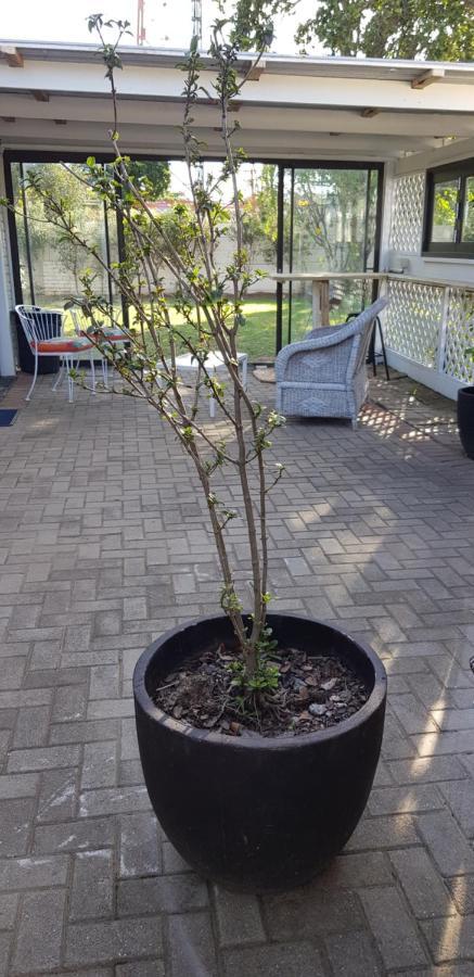 Spacious Garden Unit on Fordyce Puerto Elizabeth Exterior foto